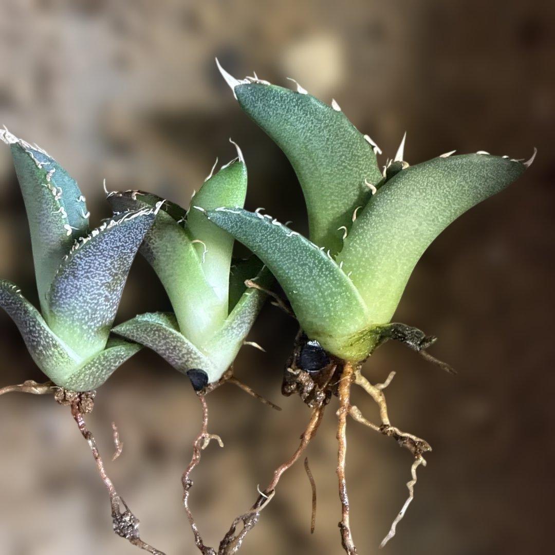 A 3株セット アガベ 青葉 オテロイ実生 選抜 チタノタ オアハカ