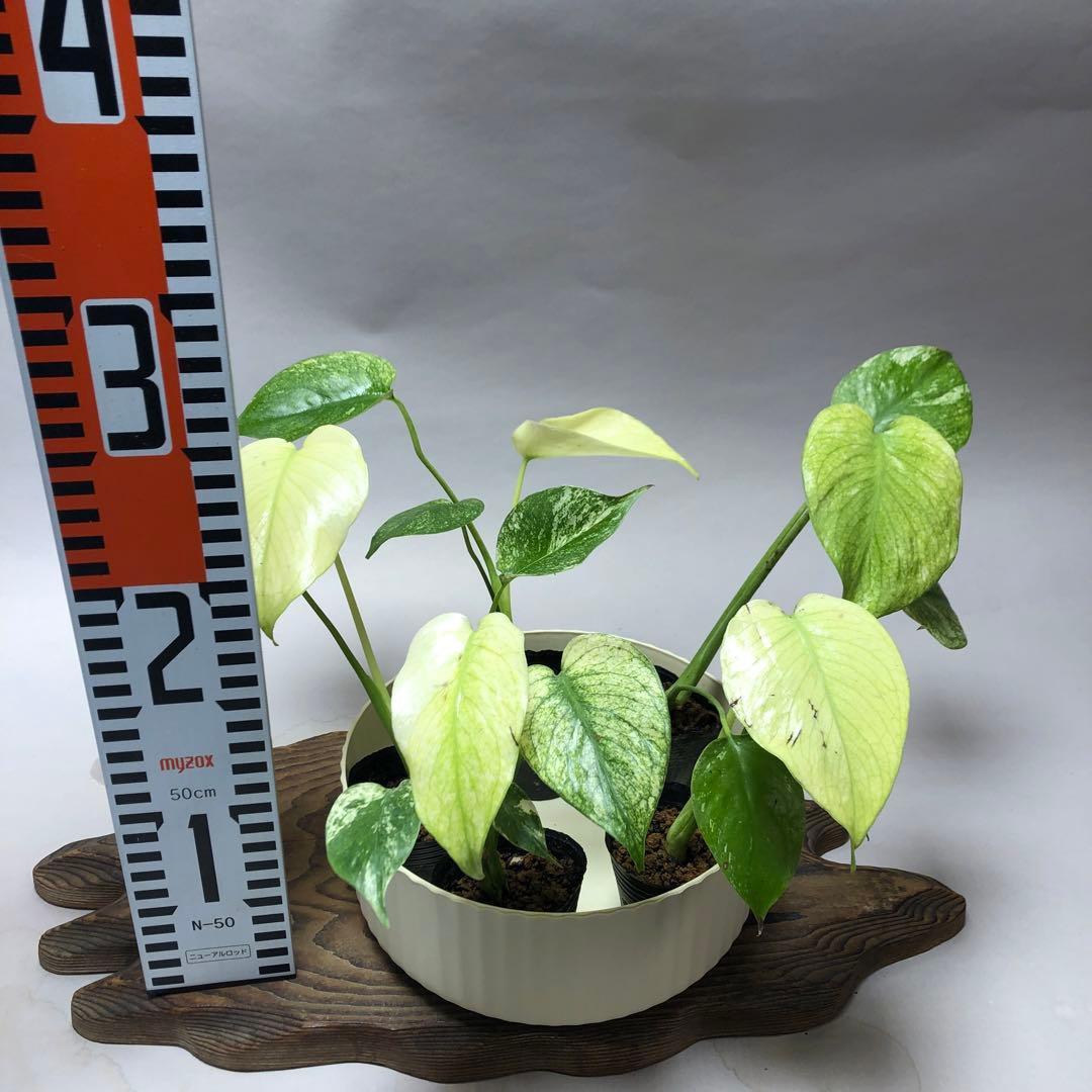 MS568 5株セット【特別選抜】ホワイトモンスター／天津蘭 モンステラ
