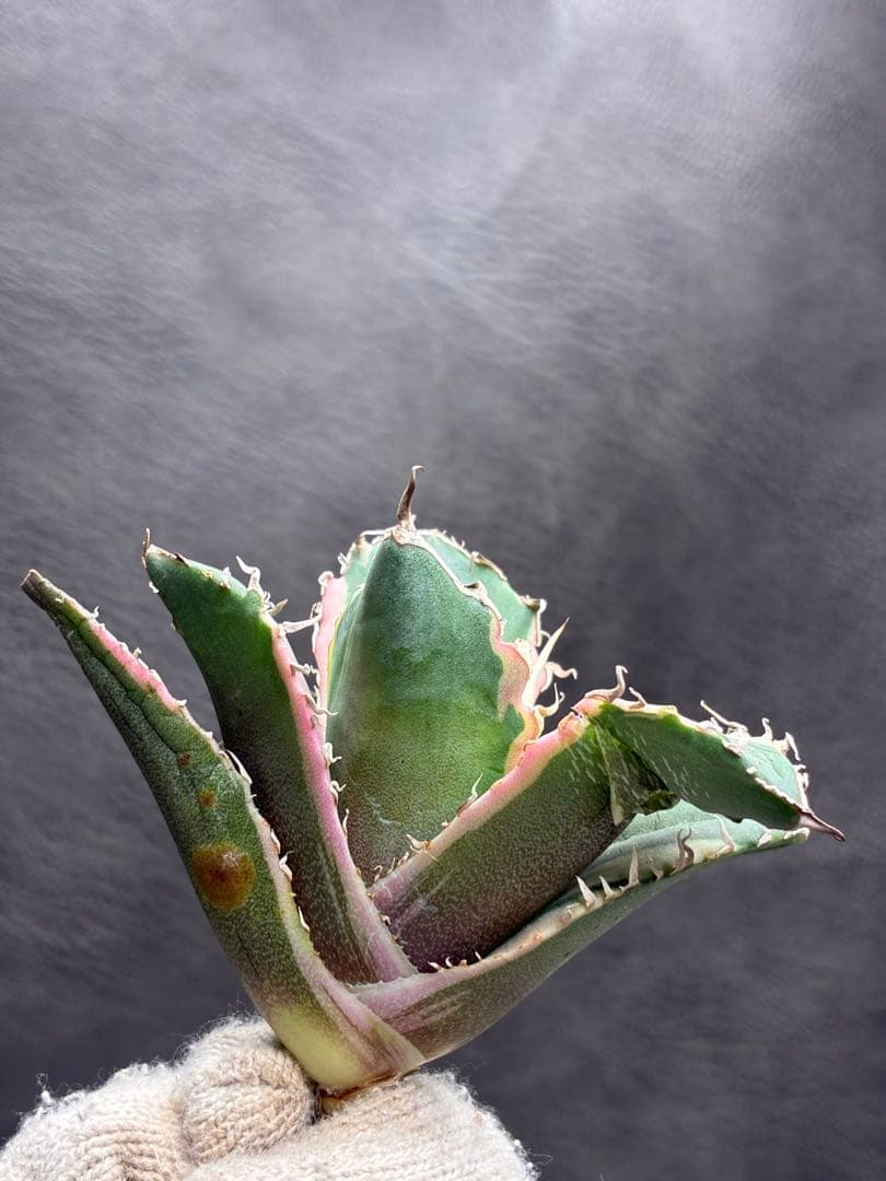 カベ チタノタ「白鯨錦」覆輪斑入り 珍しいカラー 鮮やかなピン - メルカリ