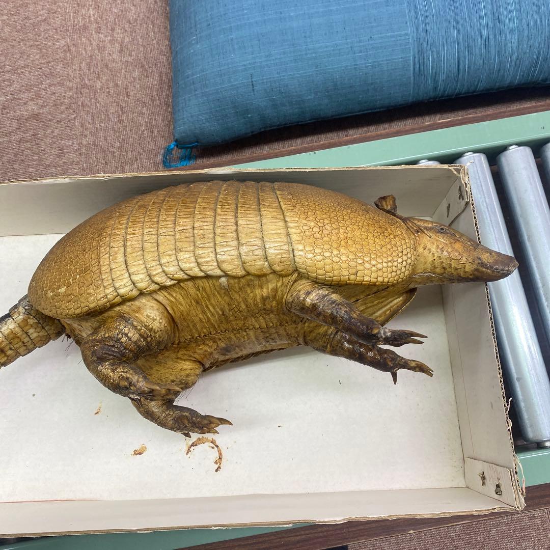 ココノオビアルマジロ　剥製　ワシントン条約対象外