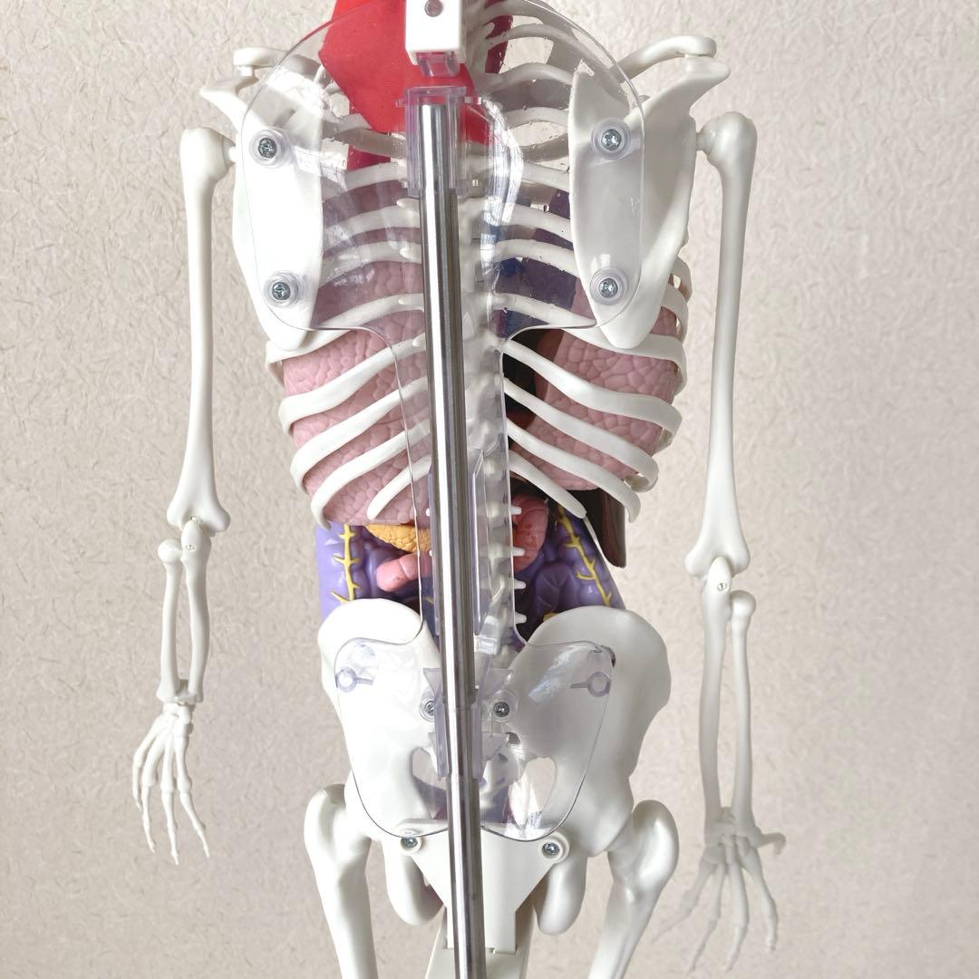 入手困難・通電確認済✨デアゴスティーニ おしゃべりガイコツ