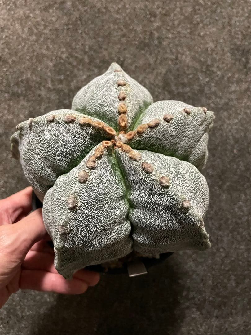 セーール　特大　山川ストロンギ　肋骨　実生