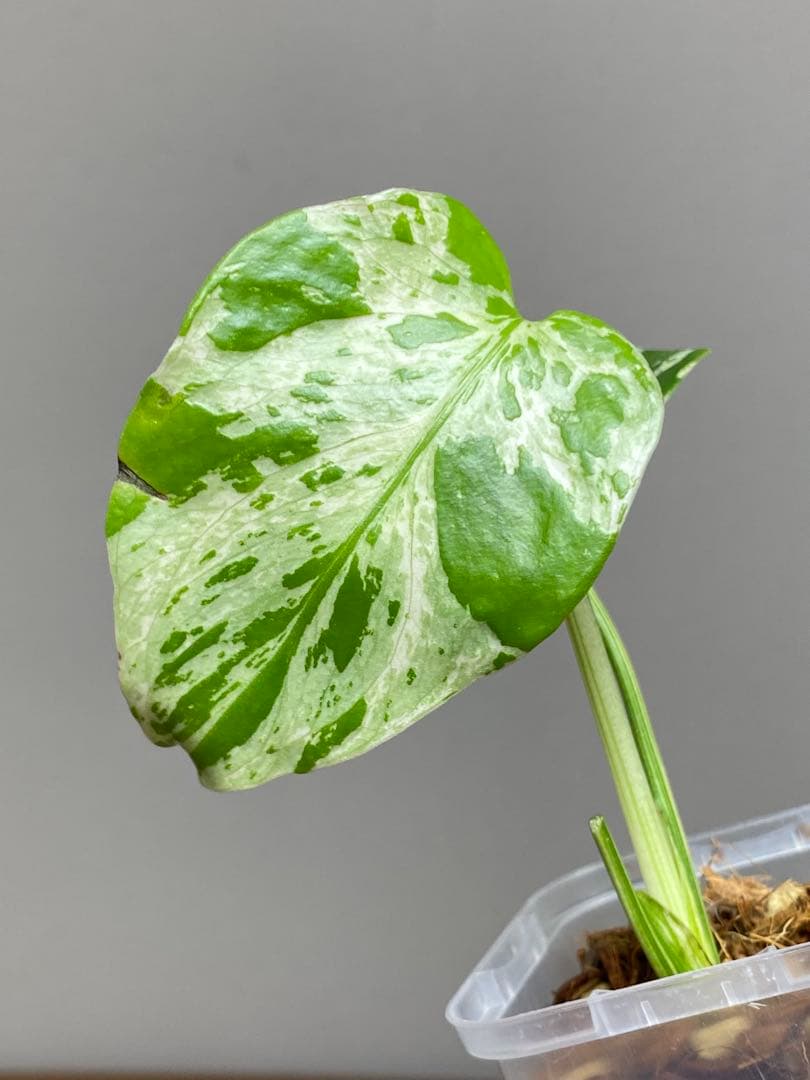 山*本様 【全葉斑入り‼️】モンステラ デリシオーサ バルバソー