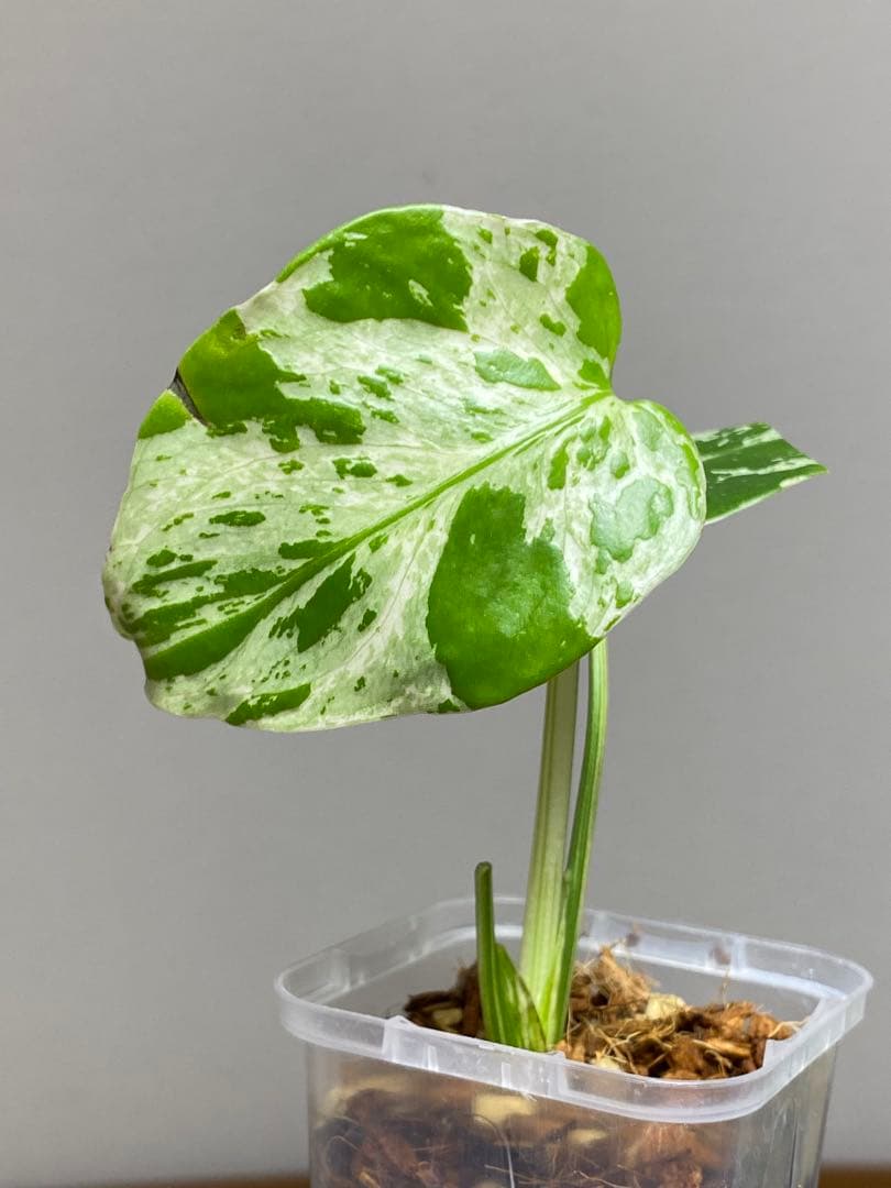 山*本様 【全葉斑入り‼️】モンステラ デリシオーサ バルバソー
