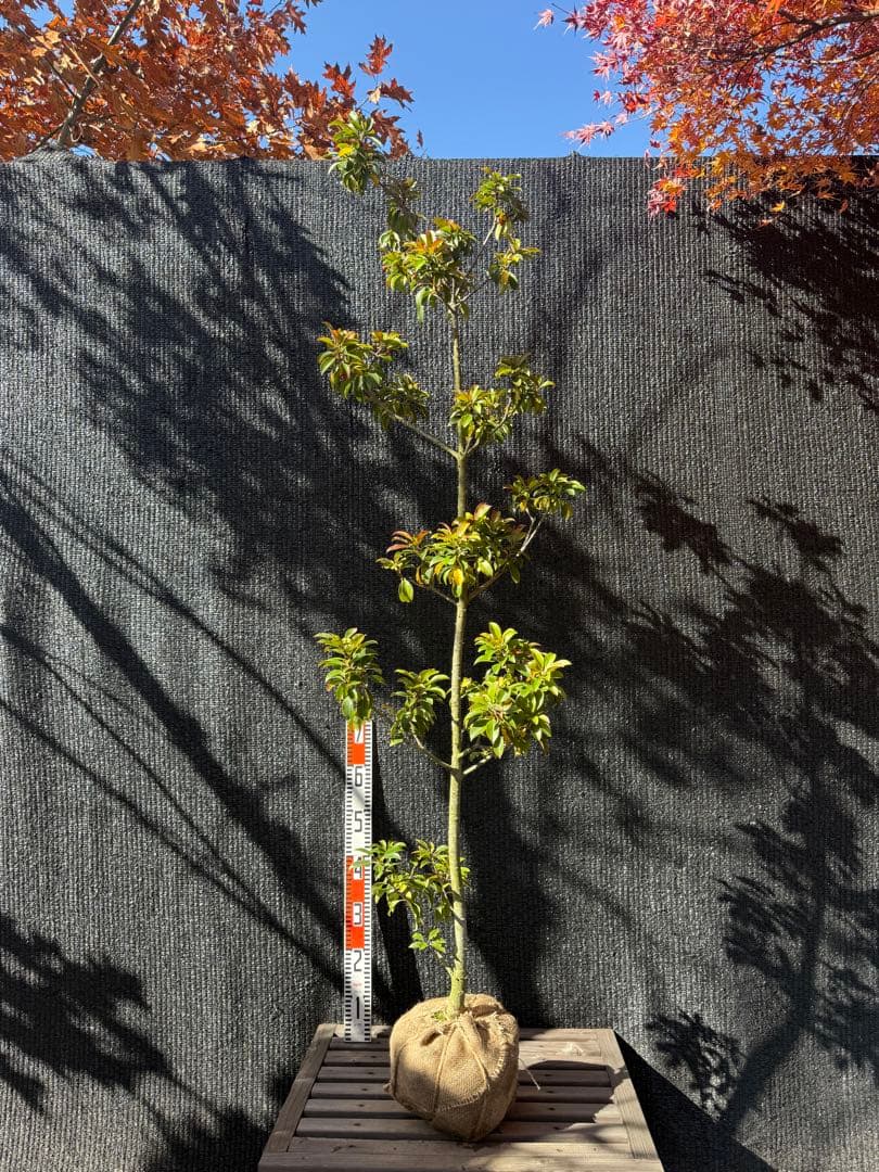 【専用】ソヨゴ　メス株　【品番3469】