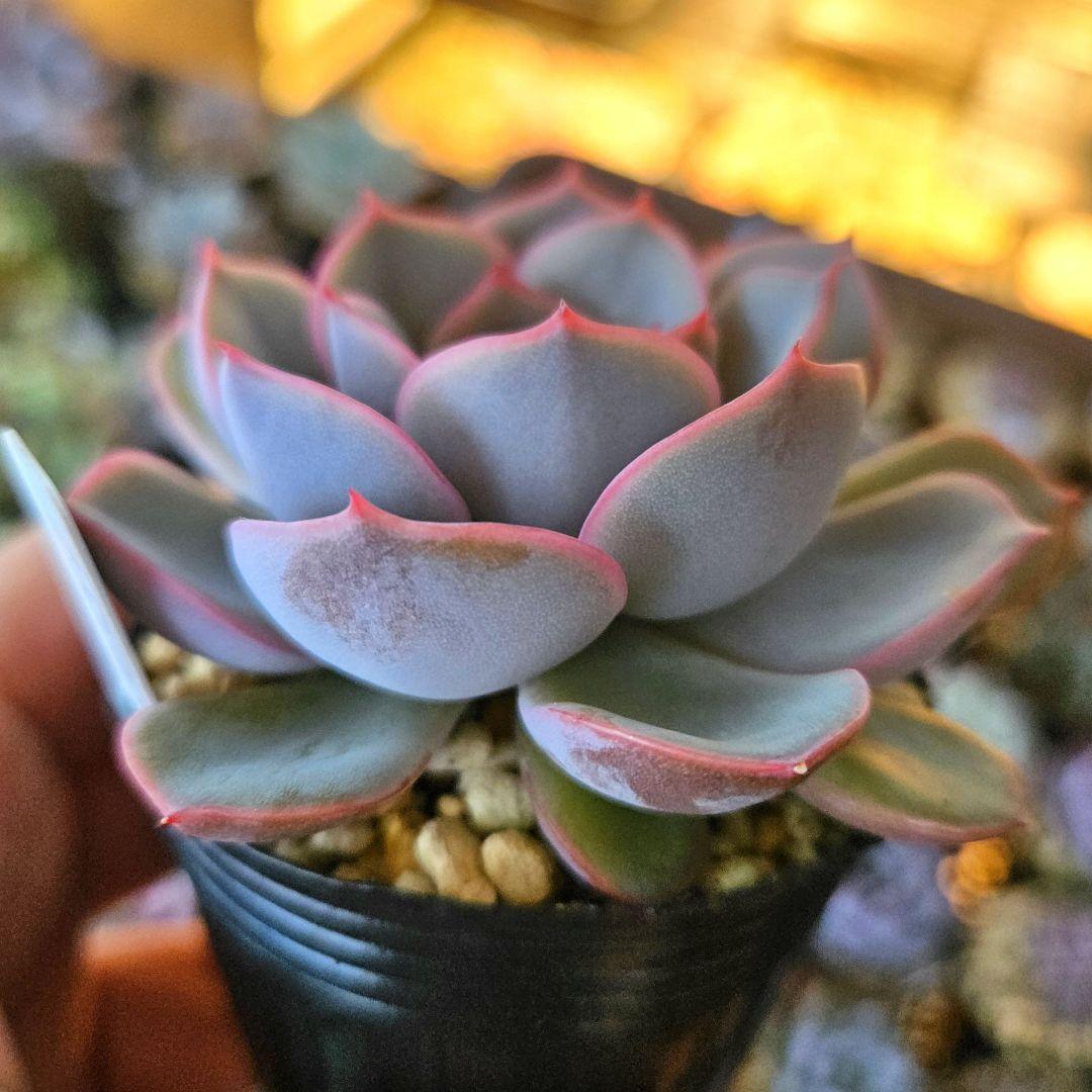 さくらんぼ ロウルサンコさん 多肉植物♥ - メルカリ