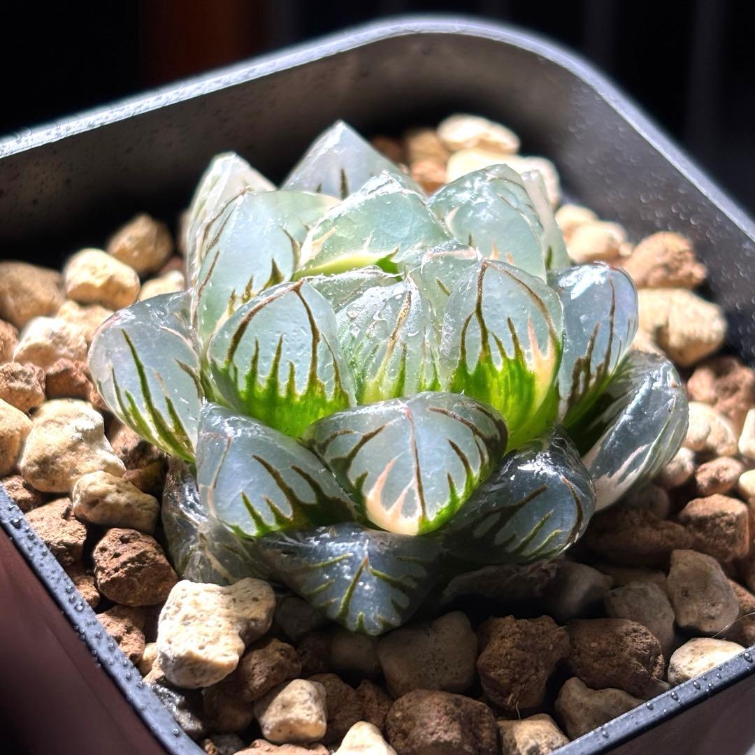 ハオルチア オブツーサ錦 水中月 - メルカリ