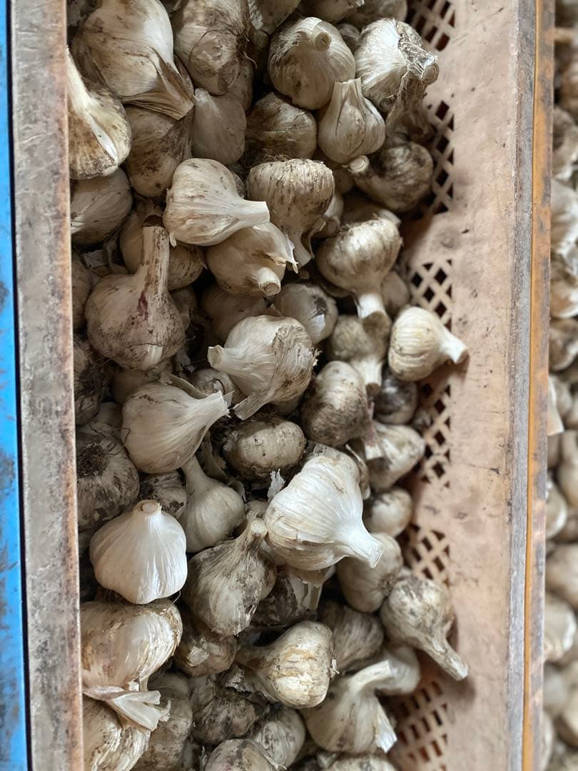 青森にんにく　Mサイズ 10キロ