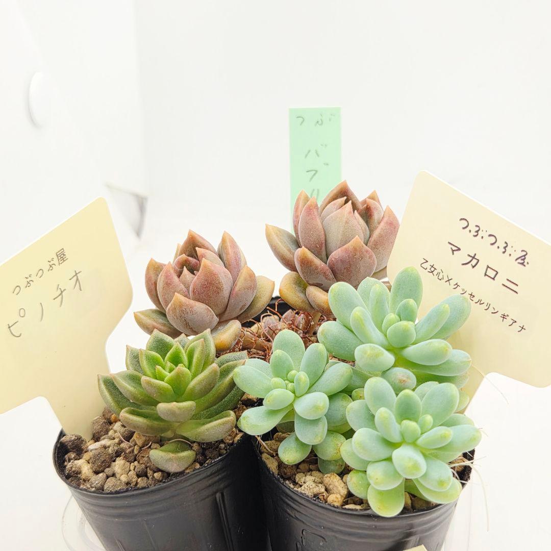 ③ピノチオ❣️マカロニ❣️バブリー❣️発根済!つぶつぶ屋さん