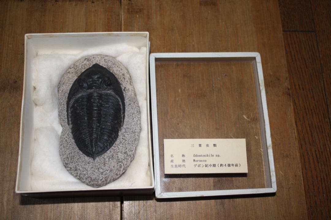 モロッコ産出　三葉虫　odontochi li sp（デボン紀中期）化石標本