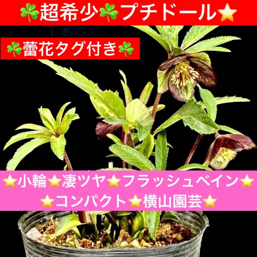 ま*ん様 3548☘️蕾花タグ付き☘️超希少☘️プチドール⭐️小輪⭐️凄ツヤ⭐️