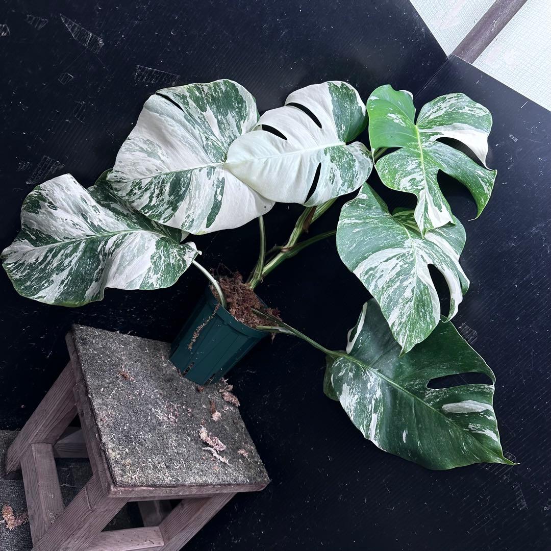 H*o様 斑入りモンステラ ホワイトタイガー極美大株66cm白斑多 斑入りモンステラ ホワイトタイガー極美大株56cm白斑多 - メルカリ