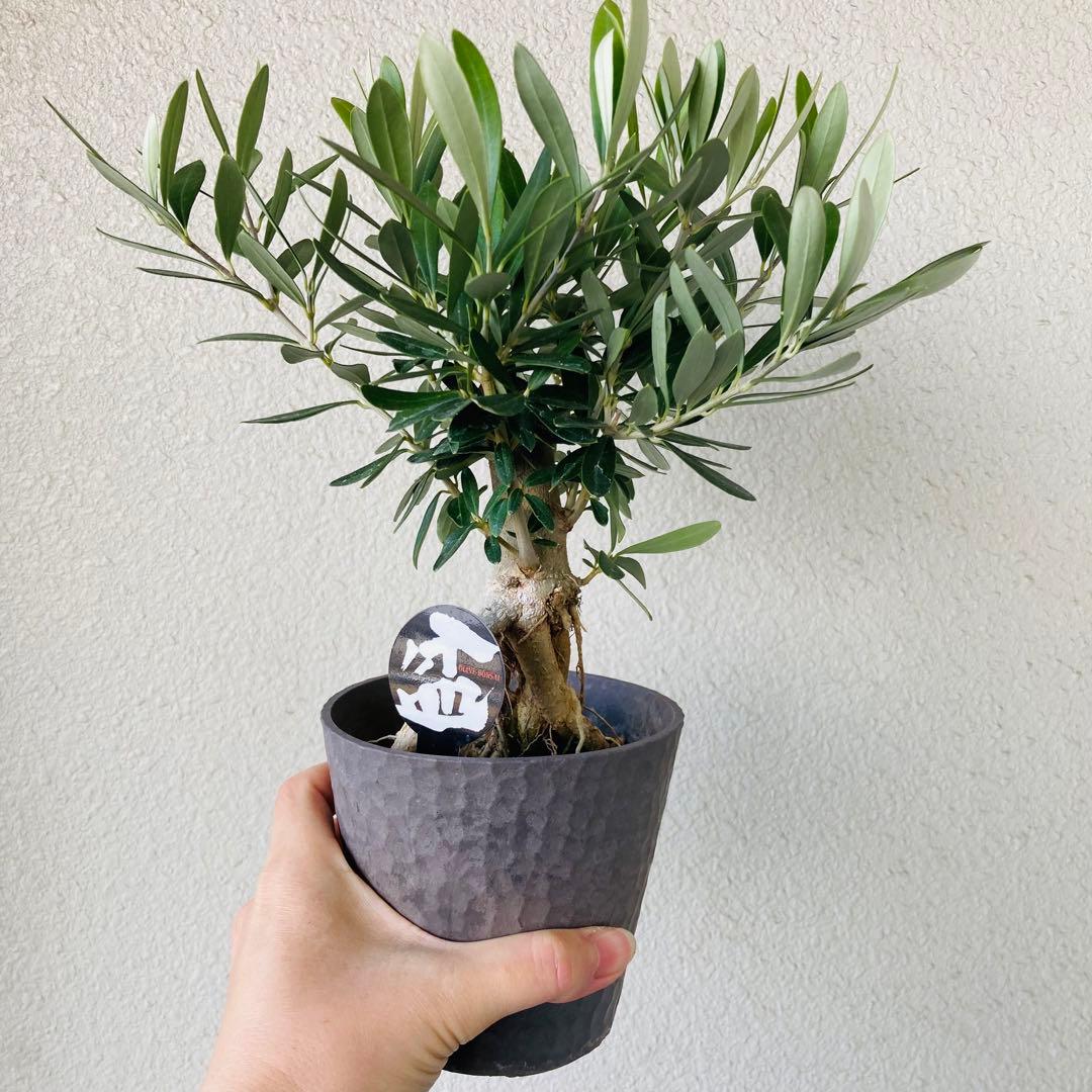 ラスト1個】① レア！souju 盆栽仕立て オリーブ シプレッシーノ 4号鉢