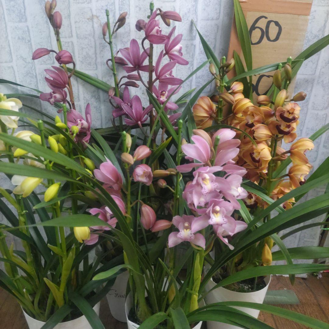 i*.様 17日入荷分⭐️石田園芸⭐️テーブルシンピ３本立ち４鉢セット⭐️