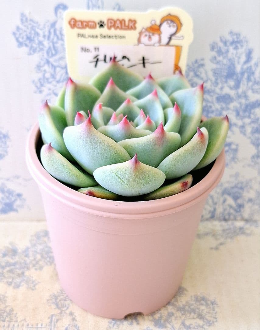 チリピンキー札付きポットごとメルカリ便ファームパルクさん苗 - メルカリ