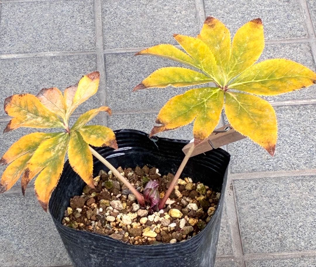 u*0様 ☘️❤️複数❤️蕾付き☘️3376⭐️ぼかし⭐️オーレア⭐️フラッシュ