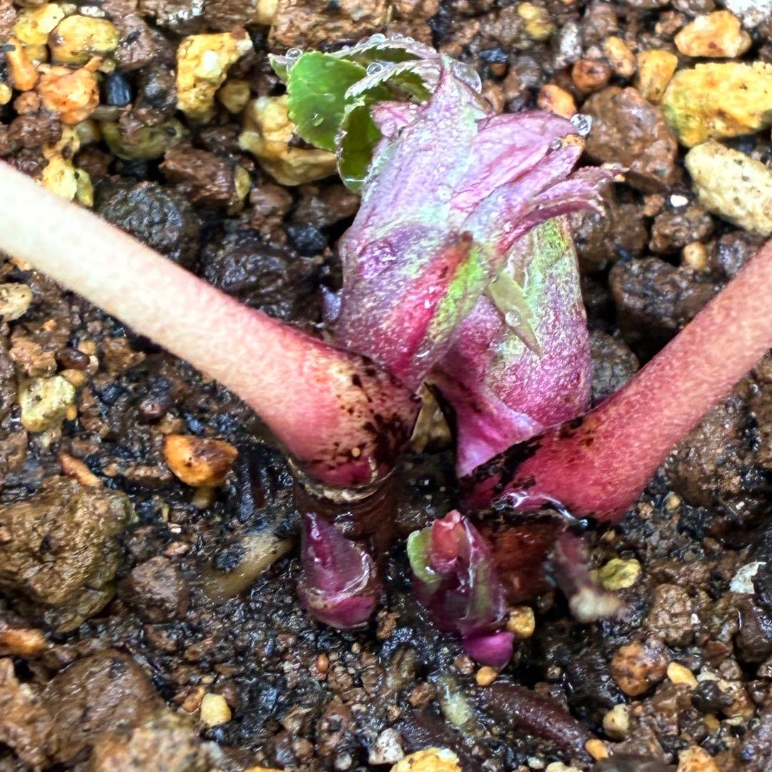 u*0様 ☘️❤️複数❤️蕾付き☘️3376⭐️ぼかし⭐️オーレア⭐️フラッシュ