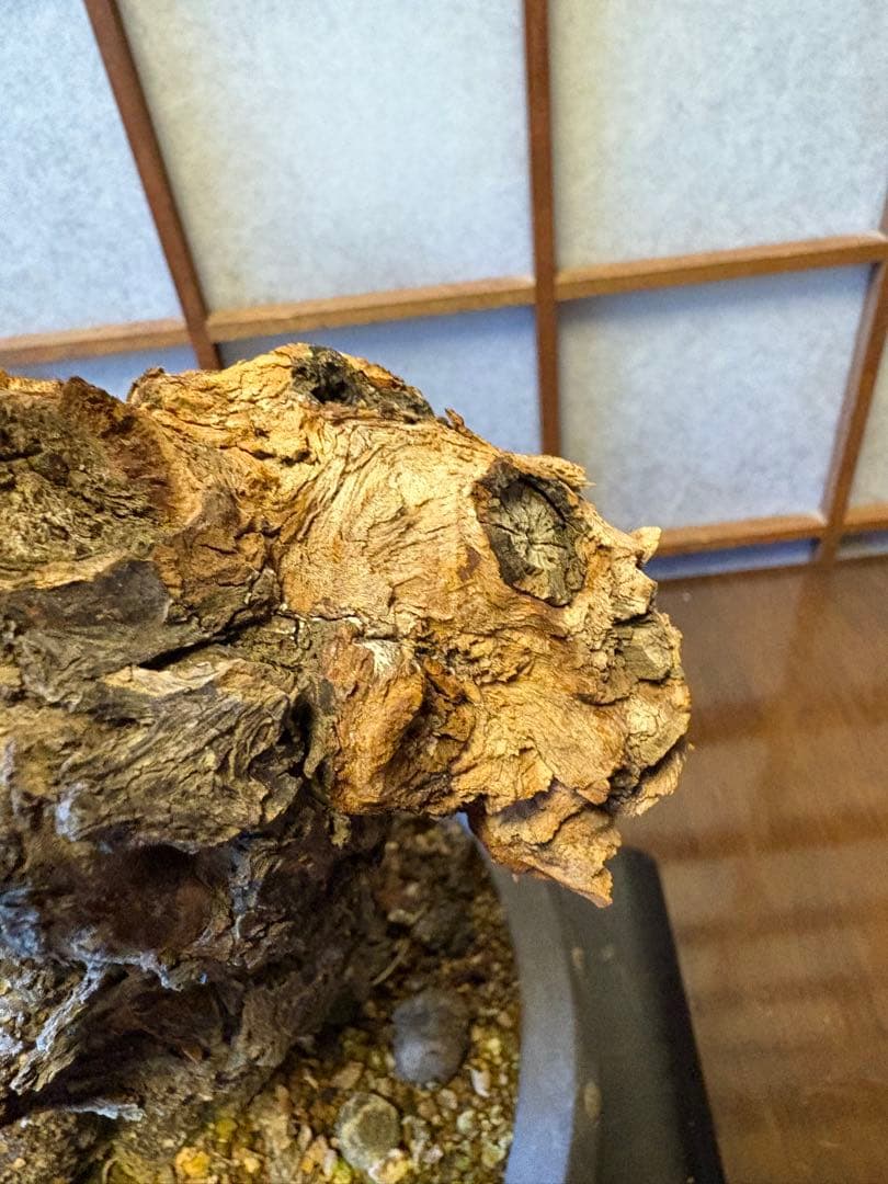 超極太❗️梅盆栽❗️フォロワー150人記念！プレゼント価格！激安