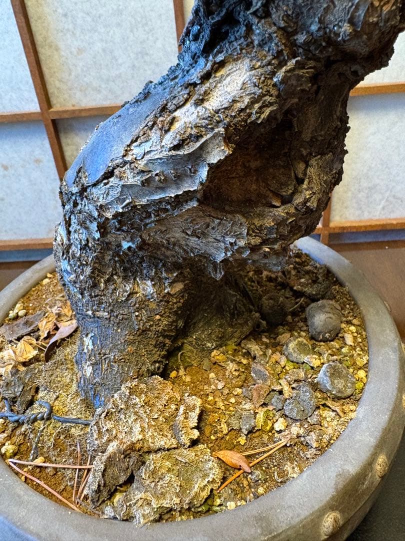 超極太❗️梅盆栽❗️フォロワー150人記念！プレゼント価格！激安