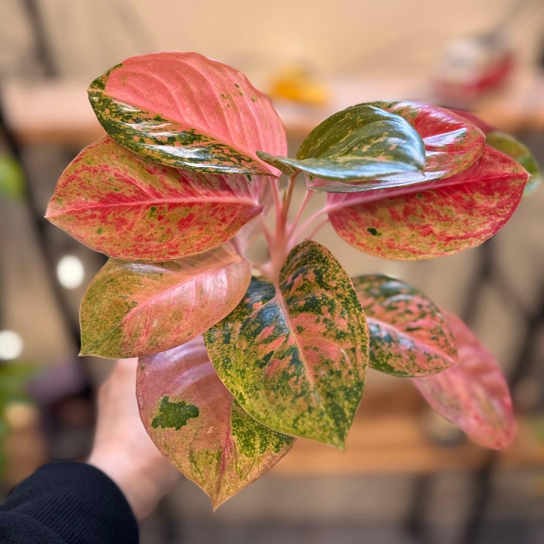 ろ*読様 31 アグラオネマ　ピンクイメリタス　上品な色合い　取り木可能サイズ