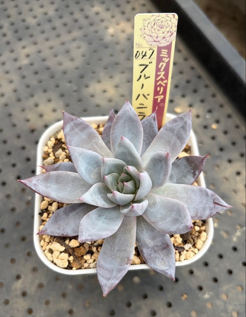 ブルーバニラ ミックスベリア おらいさん苗 抜き苗 多肉植物 - メルカリ