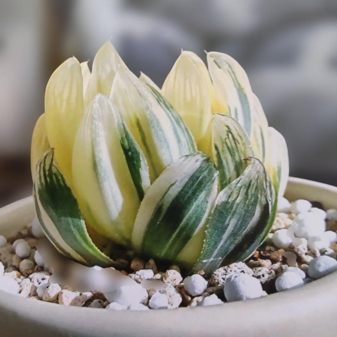 ハオルチア オブツーサ錦 「魔王錦」 鮮明錦 糊斑 - メルカリ