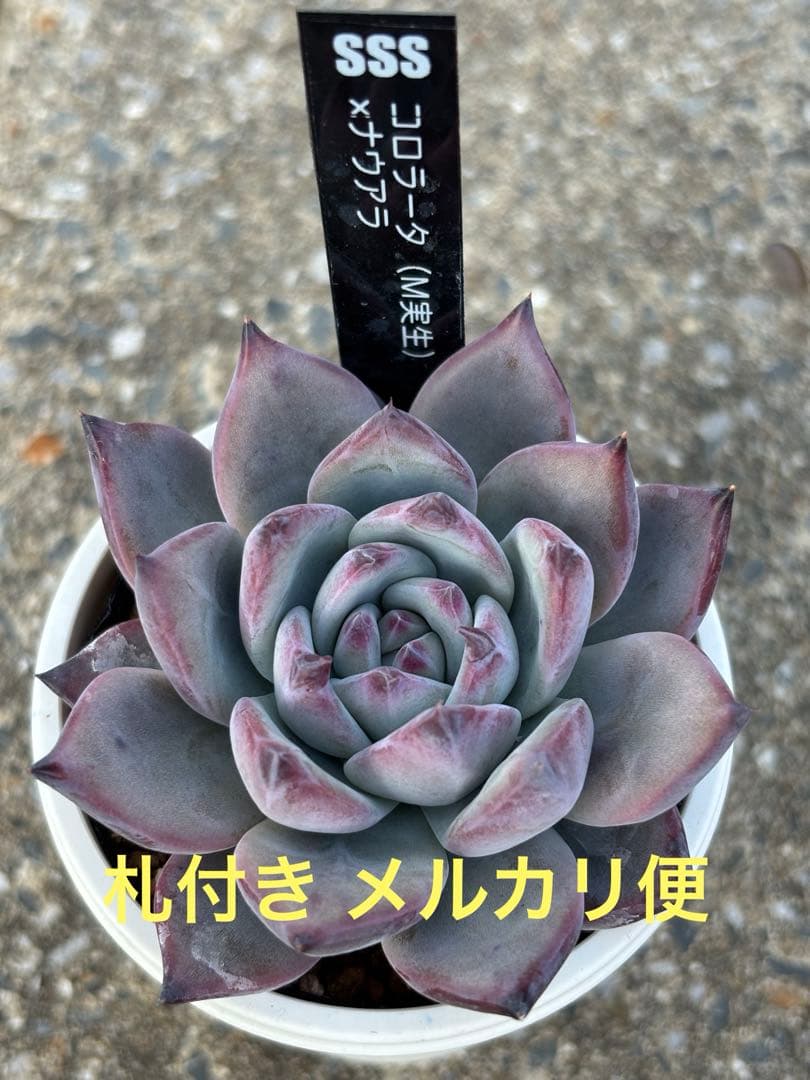 極上株 SSSさん苗 コロラータ（M実生）×ナウアラ 札付き 多肉植物 2026年最新】コロラータ ナウアラの人気アイテム - メルカリ