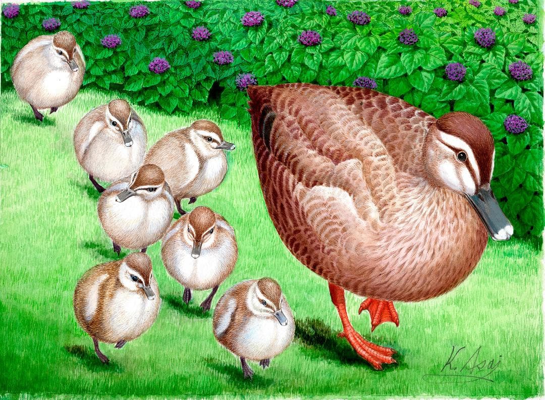 【絵画】ネイチャーアート　「カモの親子」原画 アナログ水彩カルガモ親子の散歩のイラスト素材 [102841963] - PIXTA