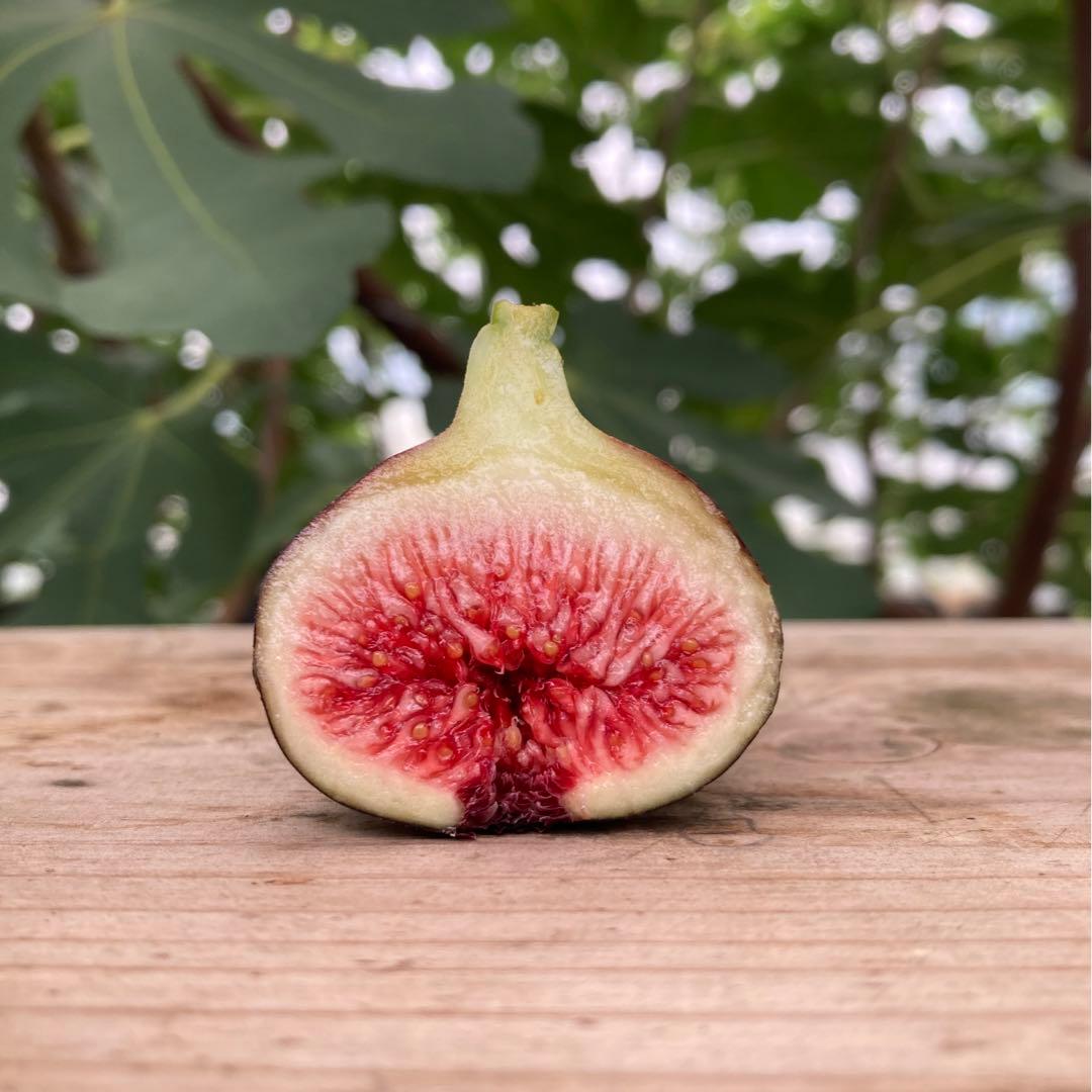 ブラックマデイラ KK (Black Madeira KK) 穂木 イチジク - メルカリ