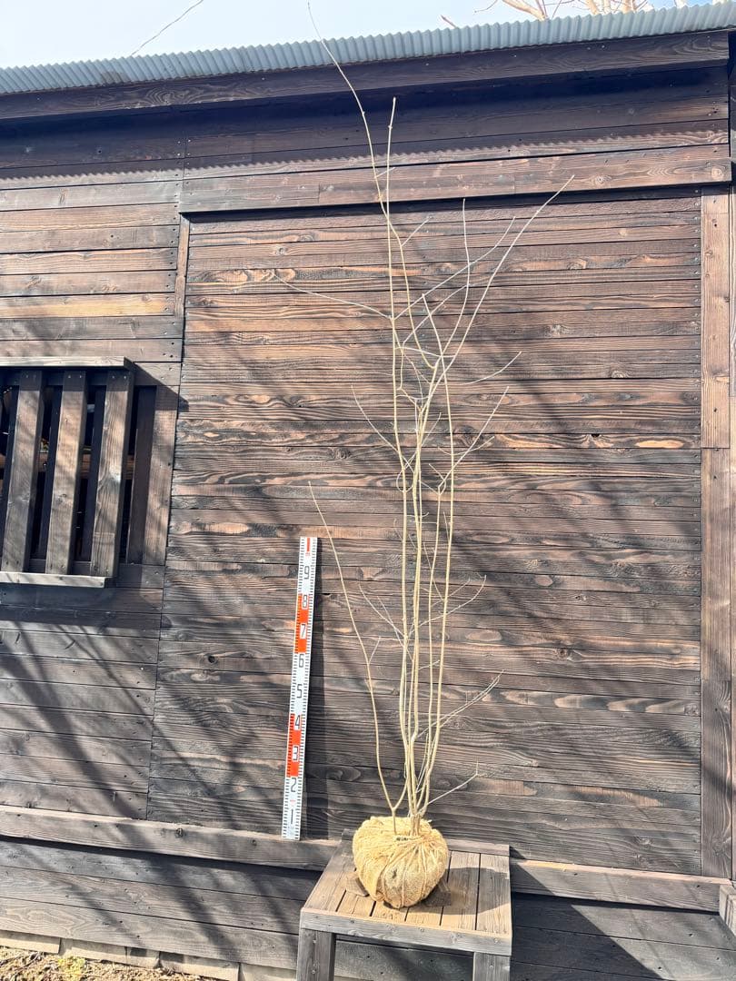 アオダモ/自生山採り【現品発送】管理70957