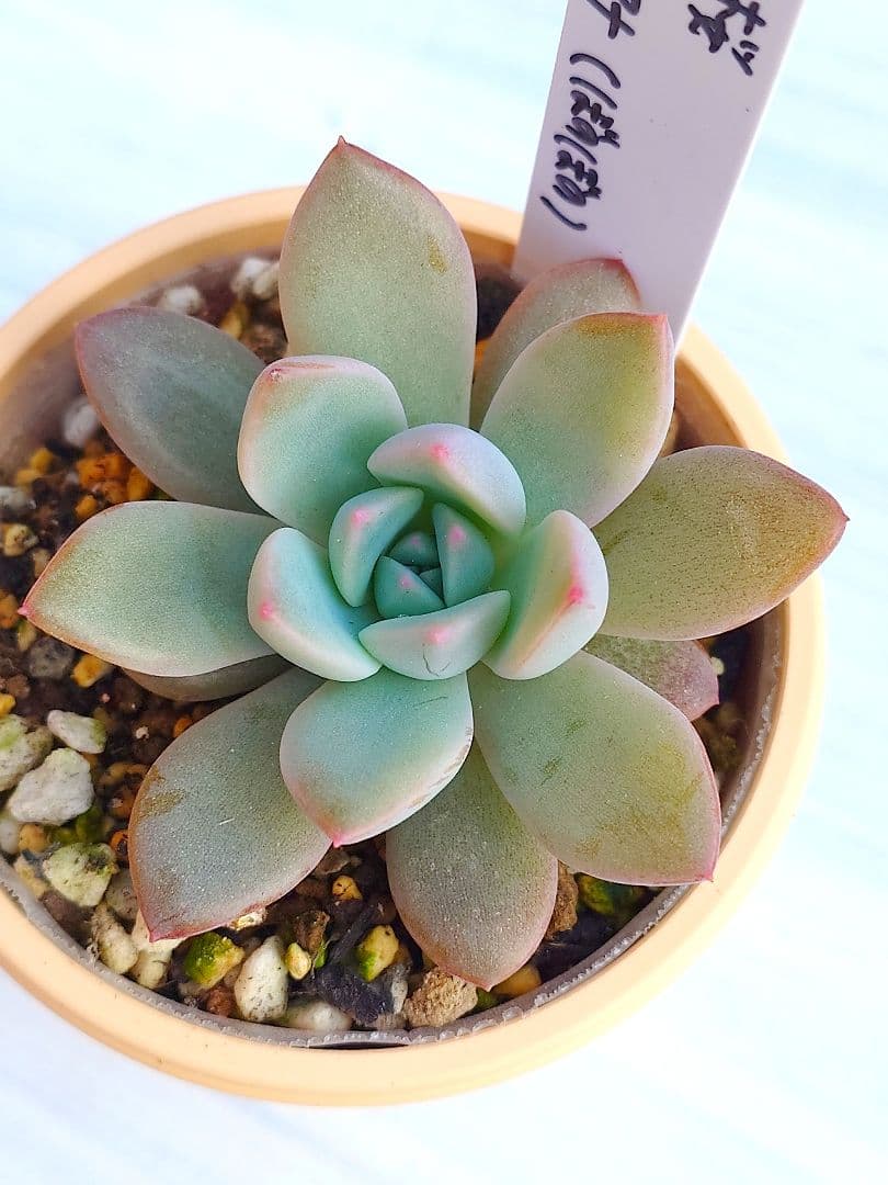 多肉植物 弥生桜✕リンゼアナ（ぼのぼの）simijimiさん苗 抜き苗 札