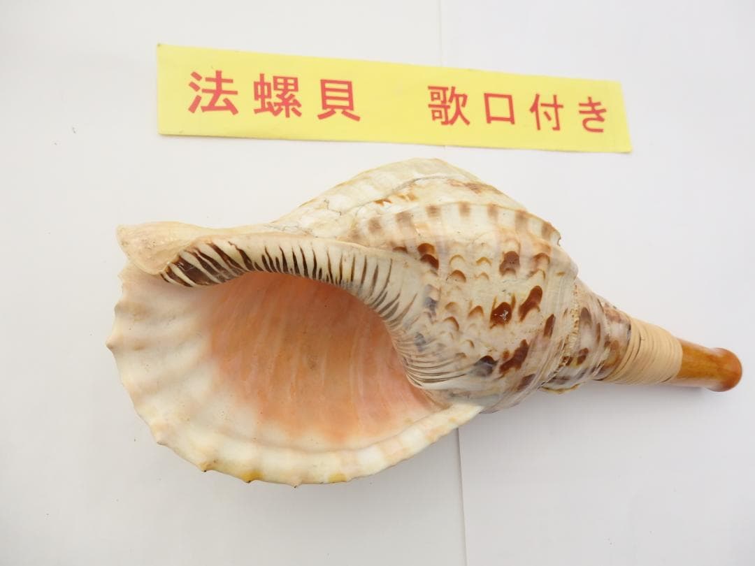 法螺貝 約35㎝ 木製歌口,新品 MH-453