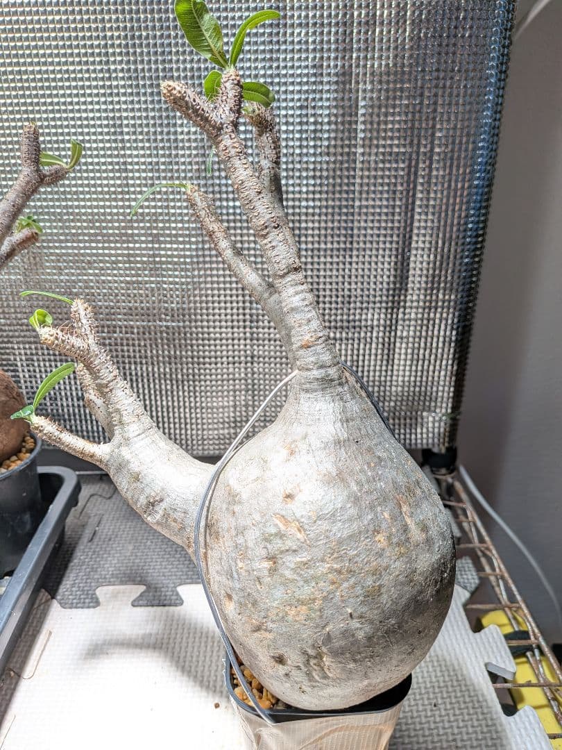 イ*ワ様 パキポディウム　グラキリス現地球