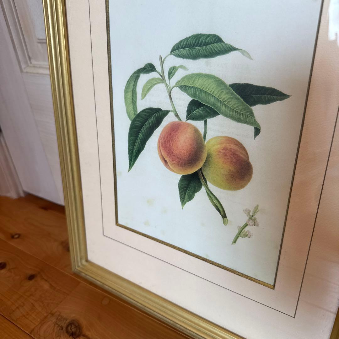 ピエール=ジョゼフ・ルドゥーテ 額縁