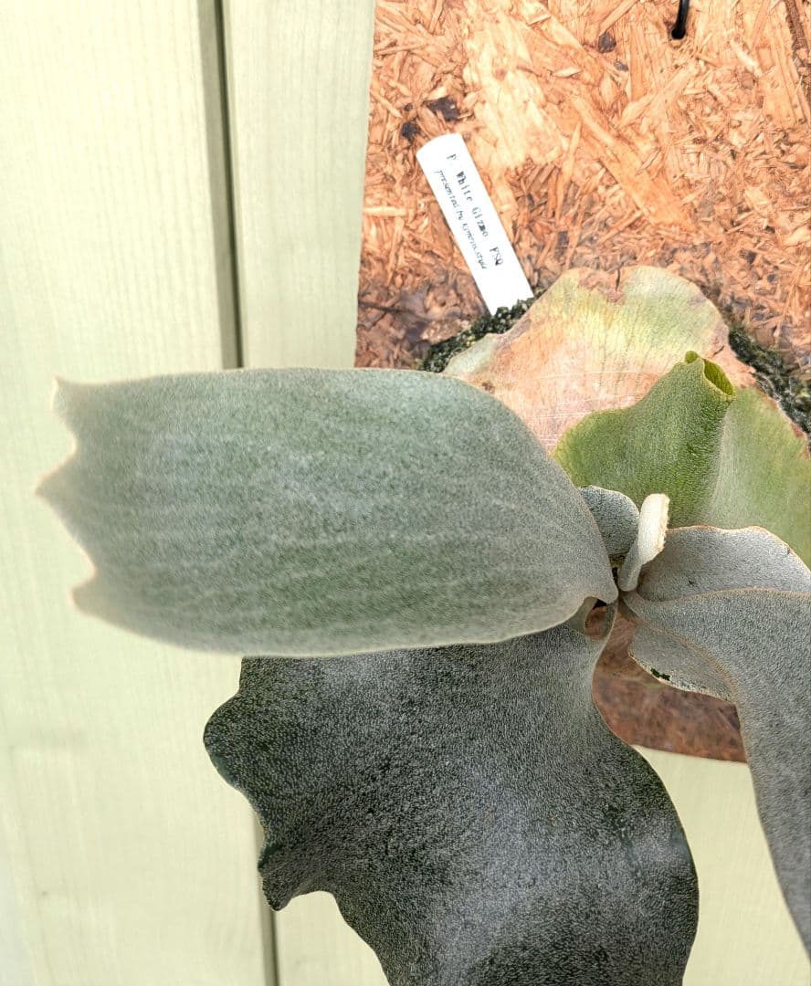 ビカクシダ☆ホワイト ギズモ③☆'White Gizmo' FSQ☆OC☆板付 - メルカリ