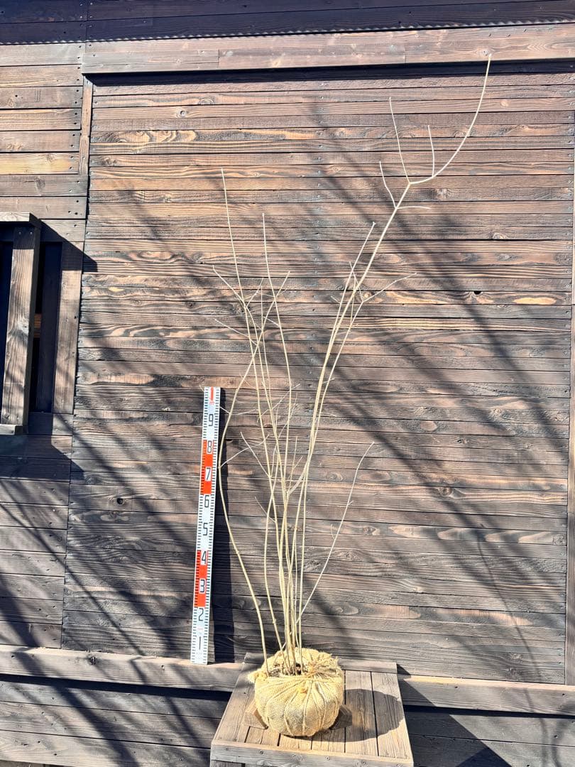 アオダモ/株立ち/自生山採り【現品発送】管理80018