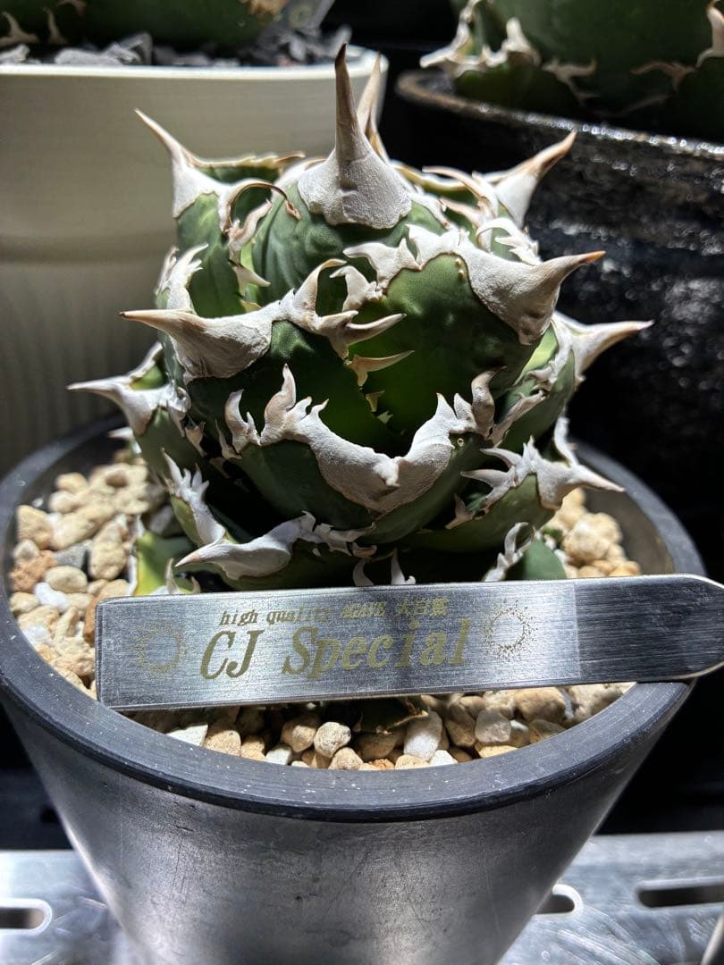 アガベ cjspecial 大白鯊 ホホジロサメ　子株　⭐︎タグ付き⭐︎ A アガベ ホオジロサメ大白鯊 - 1円スタート アガベ 大白鯊 ホオジロザメ