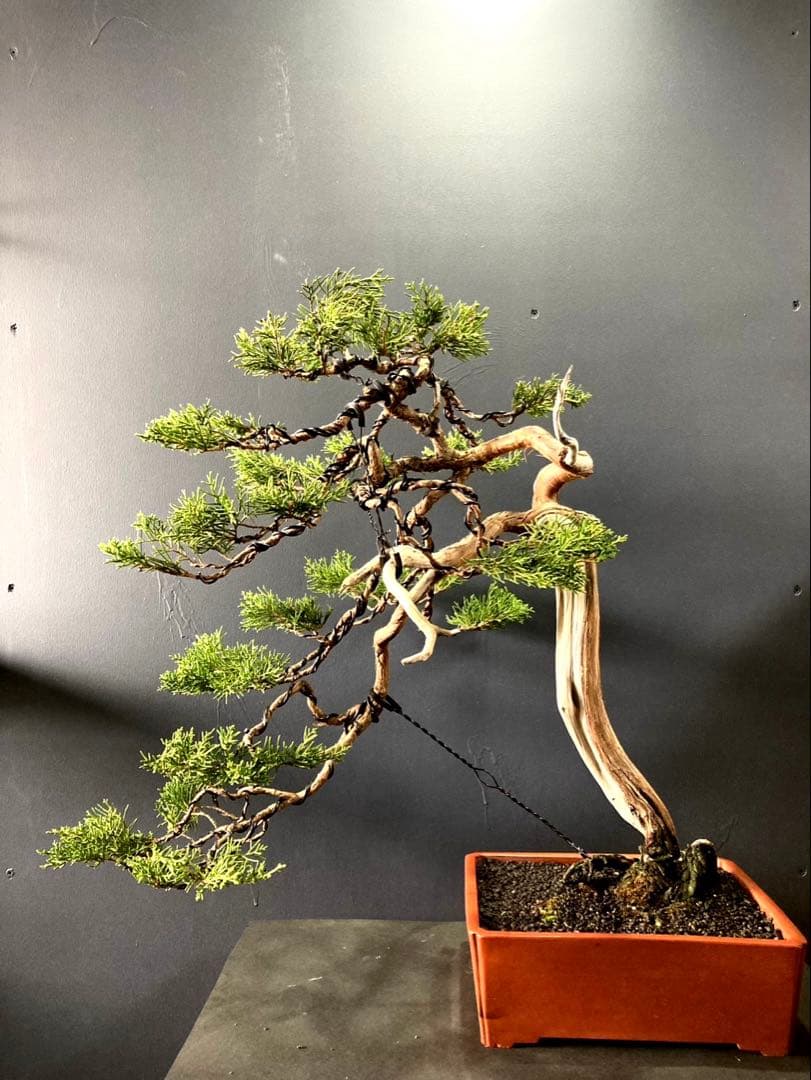 LOVE  ☆期間限定SALE☆糸魚川真柏盆栽 山木