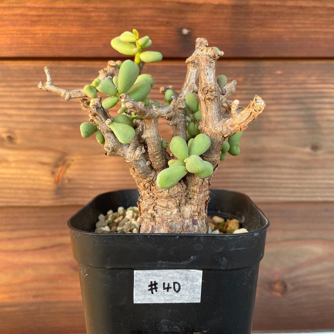 ケラリアピグマエア　#40