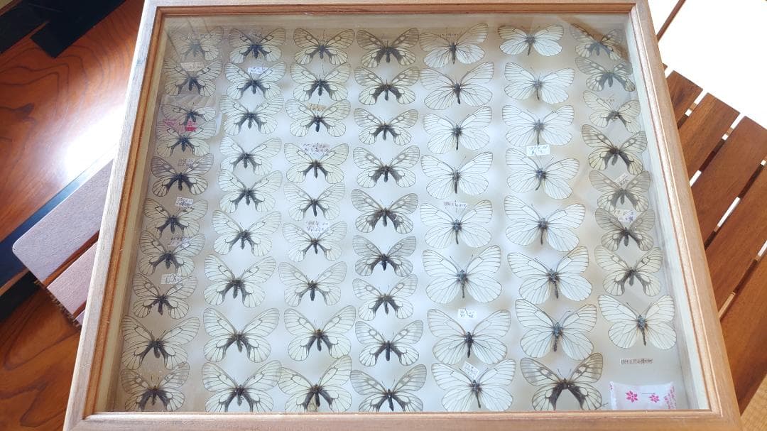 ウスバシロチョウ・シロチョウ