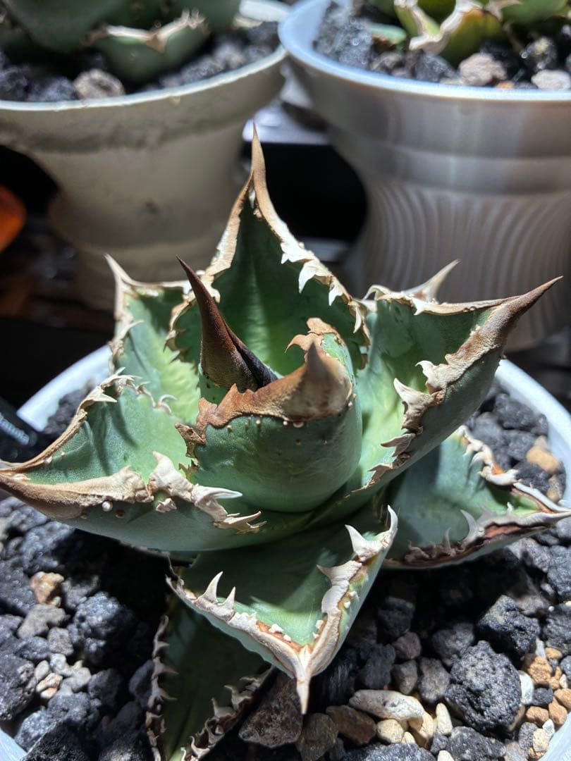 や*ん様 アガベ チタノタ　麻花　親株　ぶつぶつ　ブツブツ　麻花龍