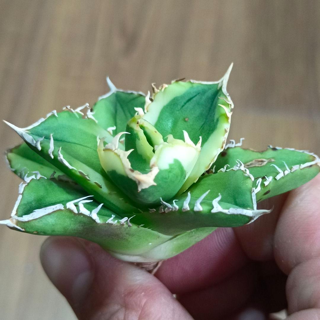 A014 特選アガベチタノタ大白鯊錦極上斑入り 特殊錦 覆輪斑 極上美株