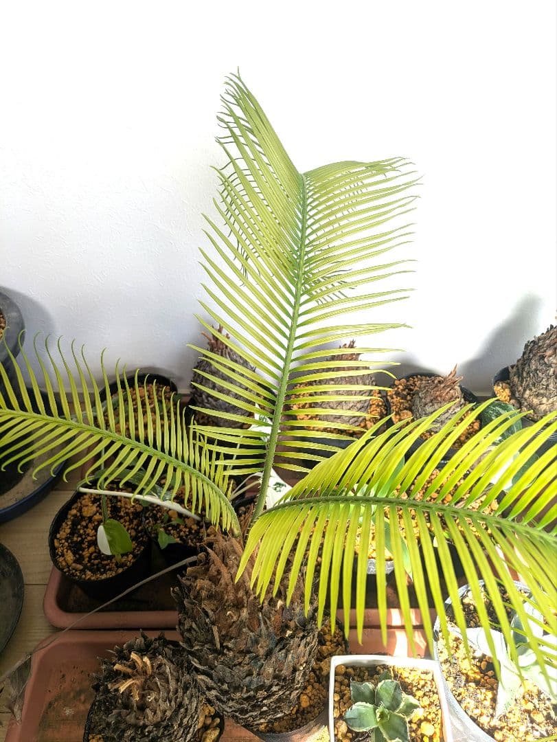 ひ*ろ様 黄金ソテツ　蘇鉄　コーデックス　塊根植物　サボテン　アガベ　多肉植物