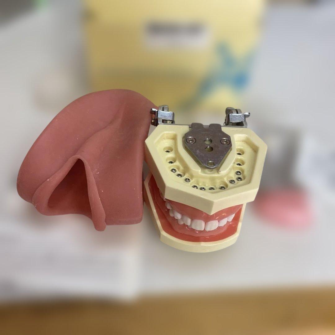 NISSIN ニッシン 顎模型