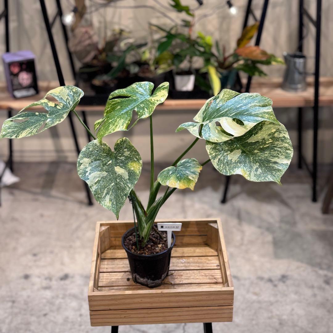 す*る様 22 モンステラ　デリシオーサ　レガシー　斑入り　美斑