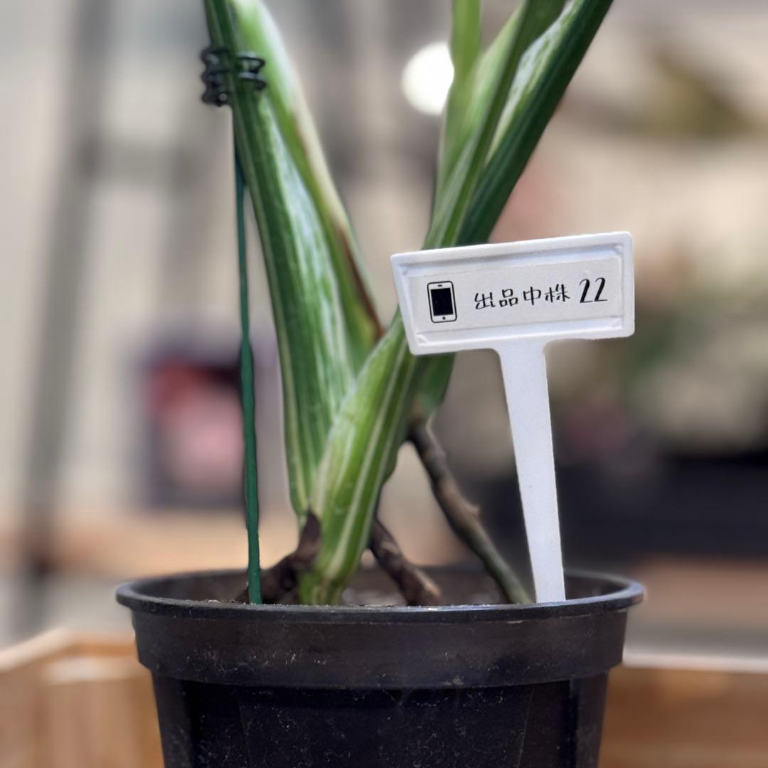 す*る様 22 モンステラ デリシオーサ レガシー 斑入り 美斑 - メルカリ