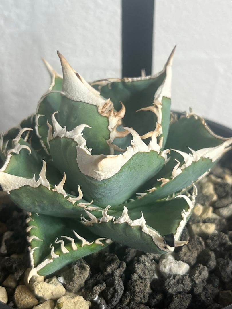 アガベ チタノタ 白豪刺 子株 - メルカリ