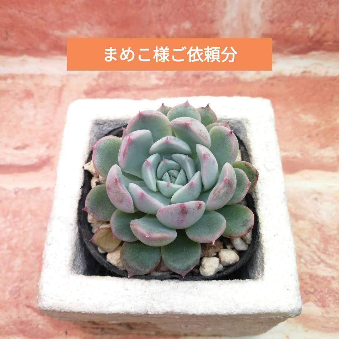 【⠀速達付き】まめこ様ご依頼分 桜大福他 多肉 エケベリア 錦玉園さん