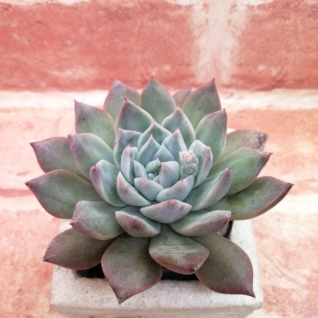 ⠀速達付き】まめこ様ご依頼分 桜大福他 多肉 エケベリア 錦玉園