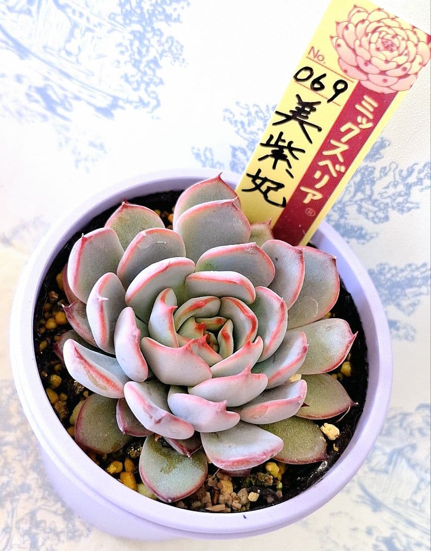 美紫妃 札付きポットごとメルカリ便おらいさん苗ミックスベリア - メルカリ